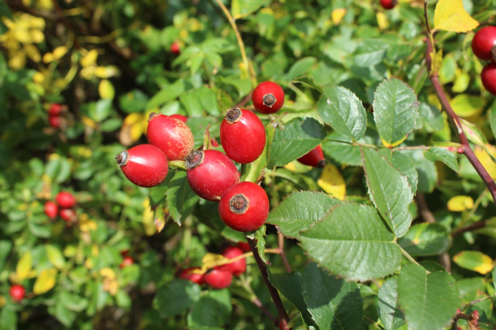 Canon EOS 1200D (EOS Rebel T5 / EOS Kiss X70 / EOS Hi) sample photo. Autumn, rose hip, wild photography