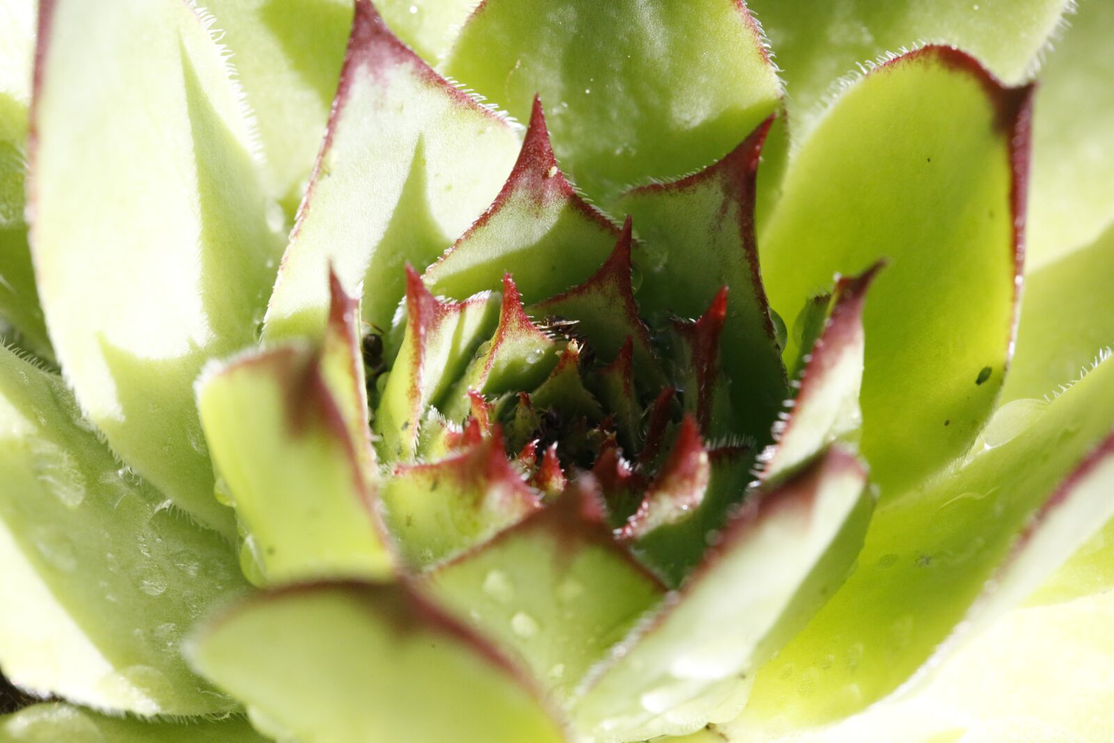 Canon EF 100mm F2.8L Macro IS USM sample photo. Fat hen, plant, nature photography
