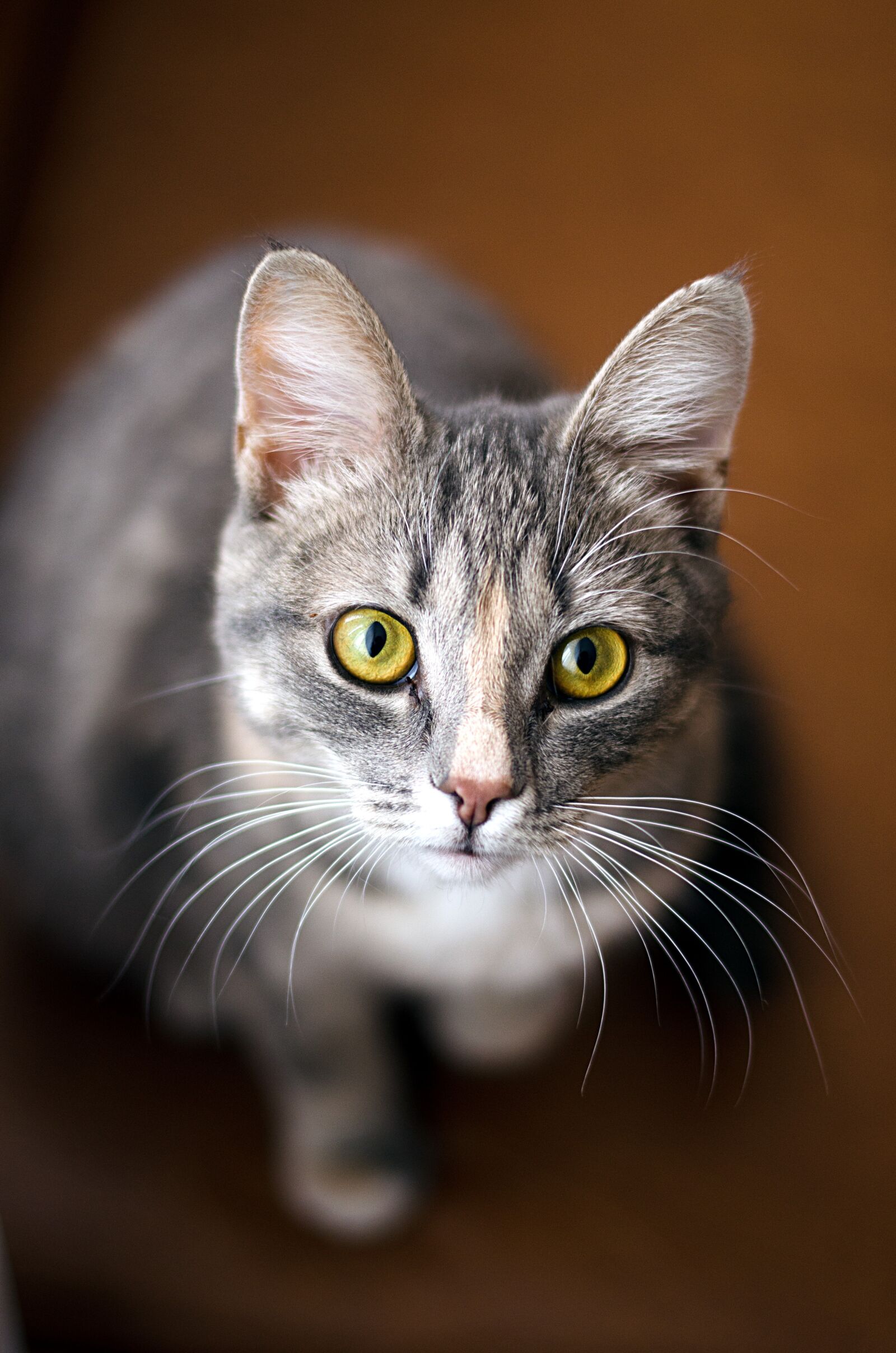 Nikon D7000 sample photo. Cats, animals, pets photography