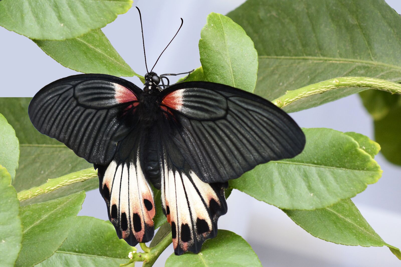 Nikon D7100 sample photo. Butterfly, insect, wing photography