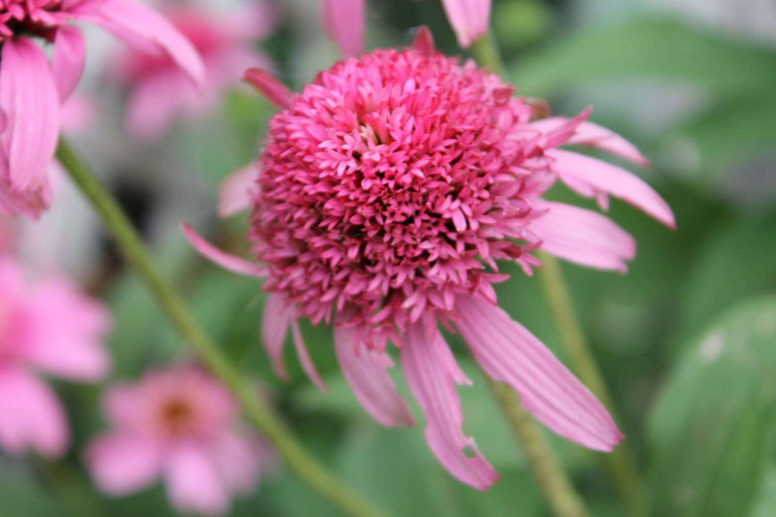 Canon EOS 1100D (EOS Rebel T3 / EOS Kiss X50) sample photo. Bloom, blooming, blossom, botanical photography