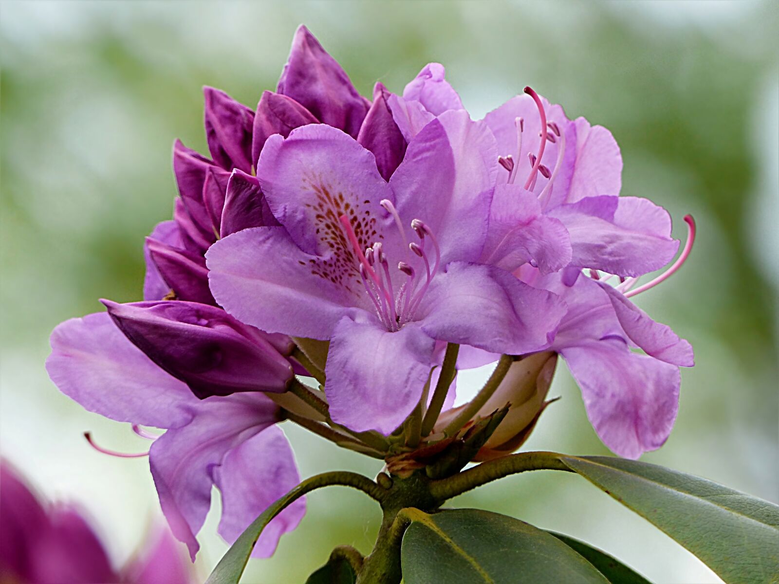 Panasonic Lumix DMC-FZ200 sample photo. Plant, bush, rhododendron photography