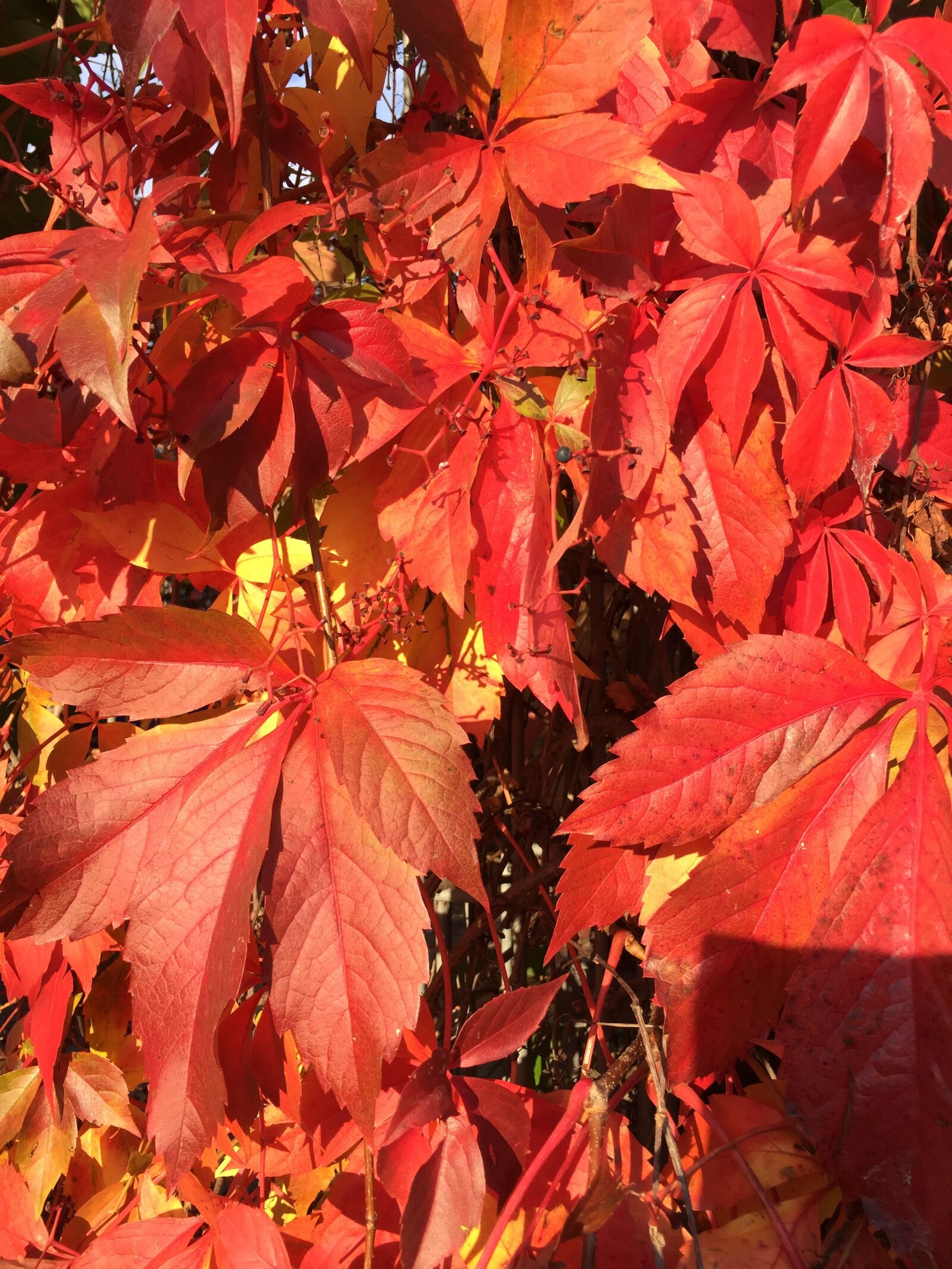 Apple iPhone 6 sample photo. Wine, leaves, autumn photography