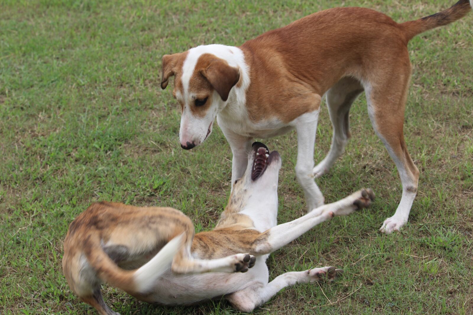 Canon EOS 1200D (EOS Rebel T5 / EOS Kiss X70 / EOS Hi) sample photo. Dogs, canis familiaris, canine photography