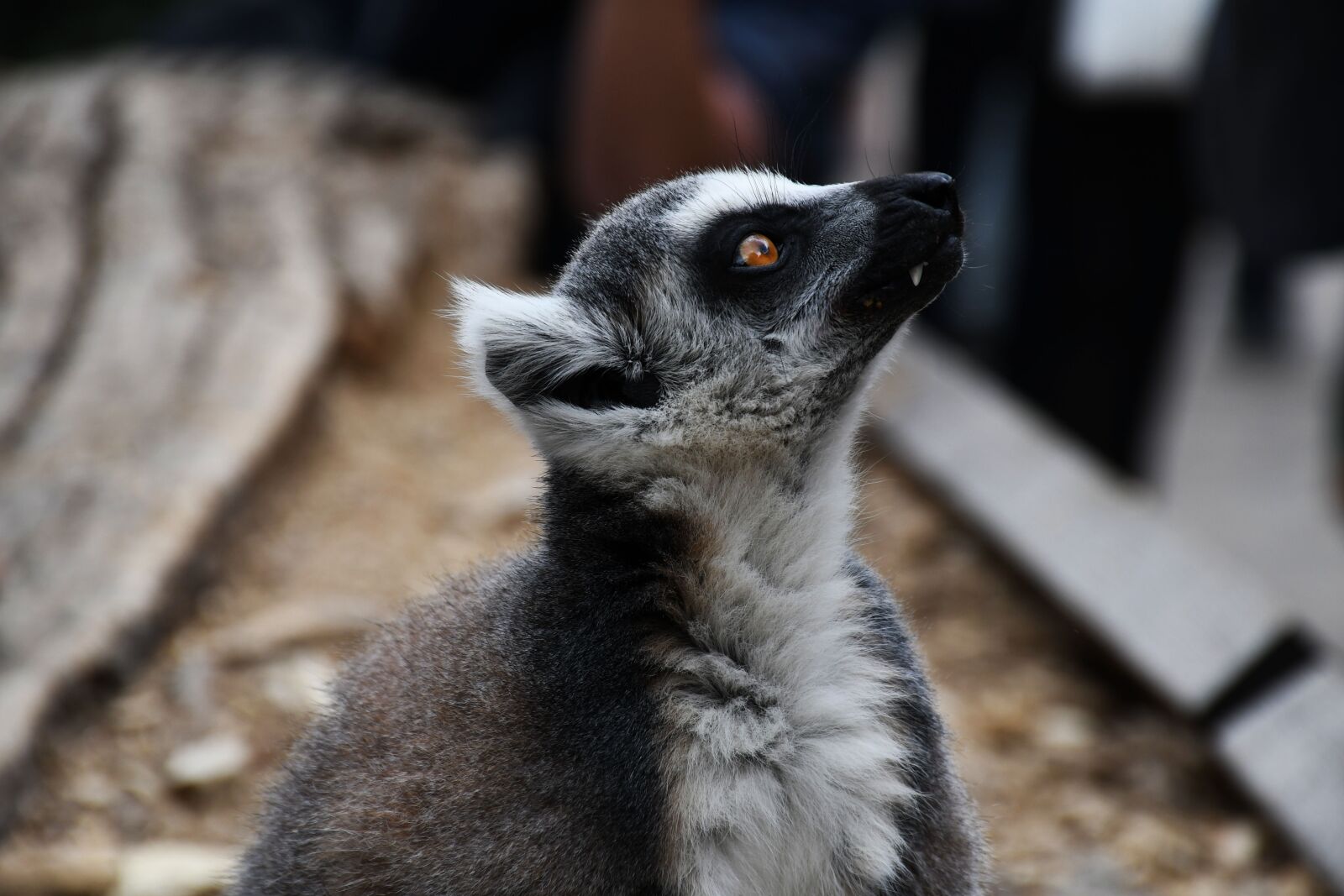 Nikon D7500 sample photo. Lemur, cute, animal photography