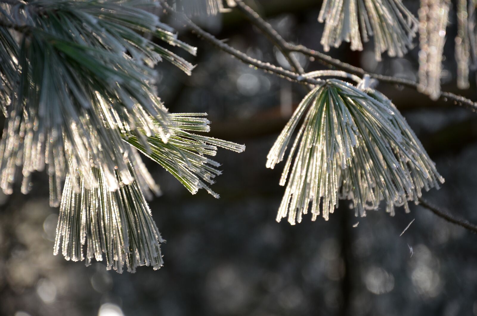 Nikon D5100 sample photo. Gel, ice, cold photography
