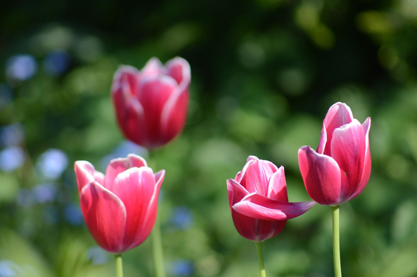 Nikon D3200 sample photo. Tulip, flower, spring photography