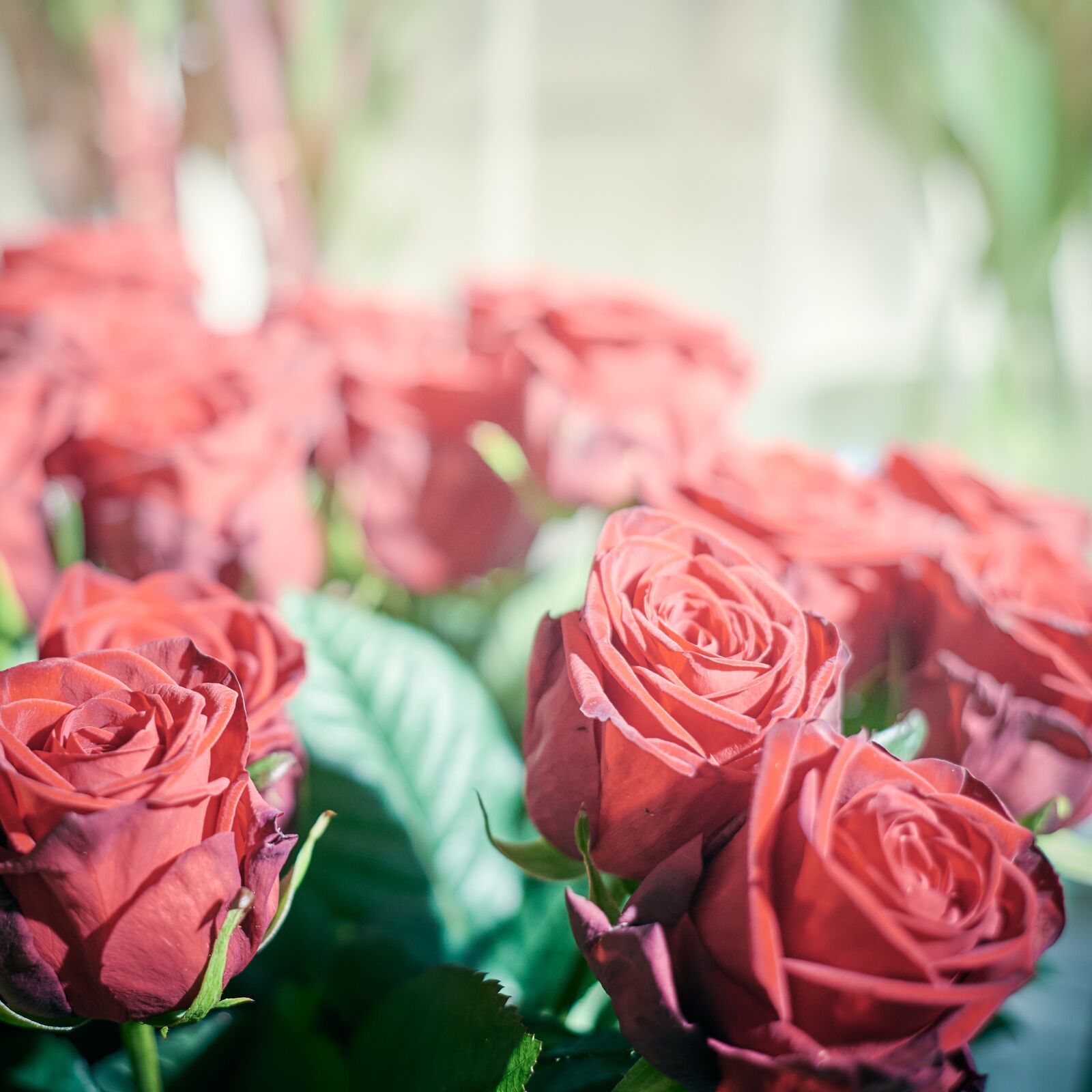 Nikon D750 sample photo. Fleurs, roses, rouge photography