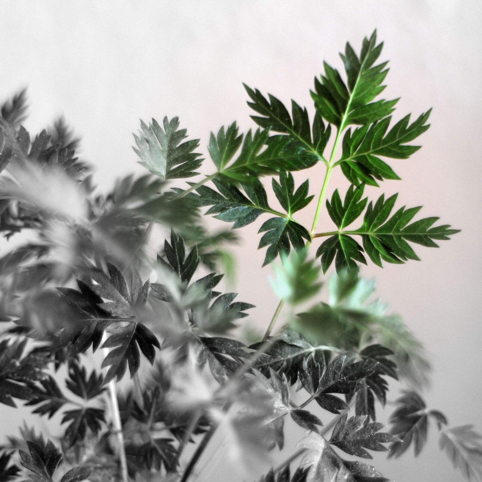 Canon EOS M sample photo. Fern, nature, green photography