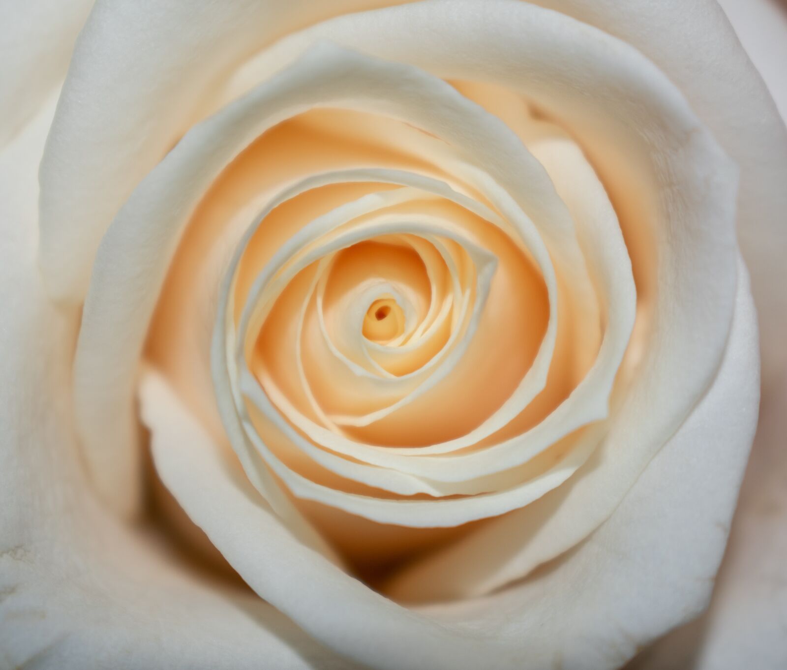 Nikon D3400 sample photo. Rose, white, flower photography