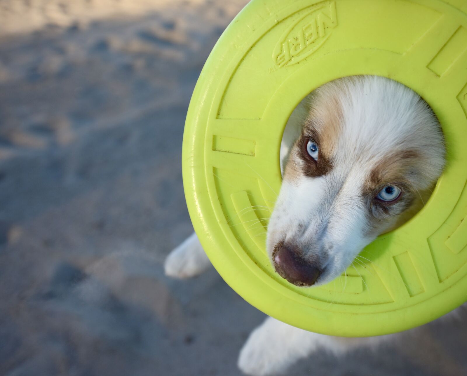 Nikon D810 sample photo. Puppy, dog, cute photography