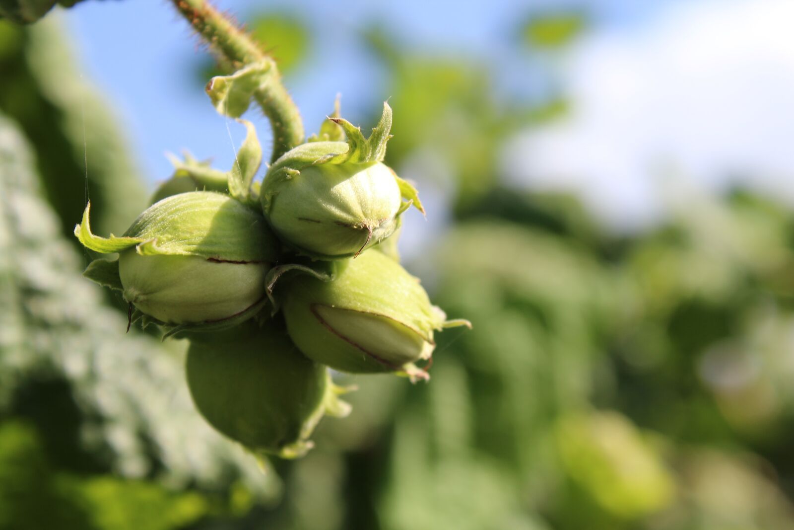 Canon EOS 1200D (EOS Rebel T5 / EOS Kiss X70 / EOS Hi) sample photo. Hazelnut, fruits, nuts photography