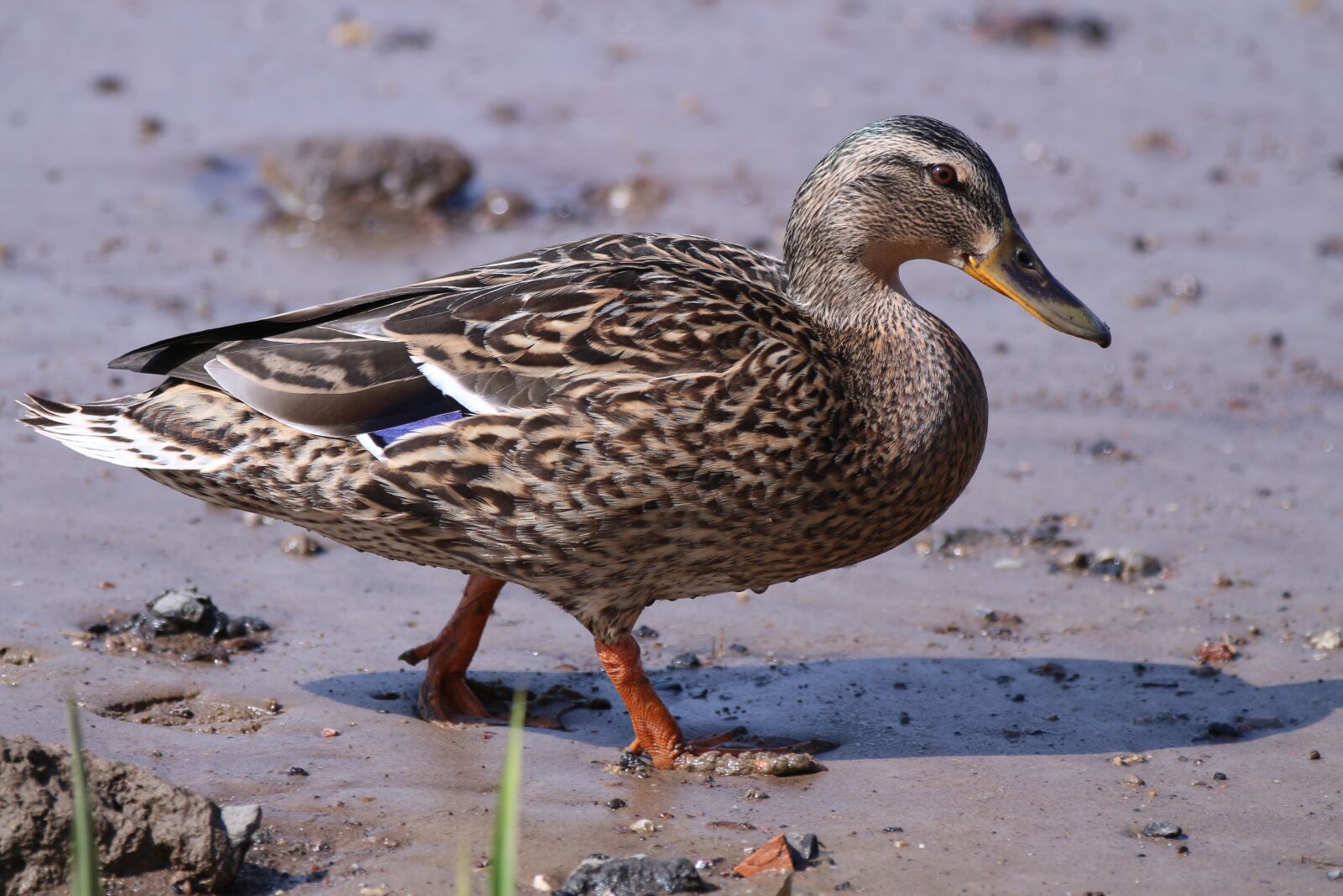 Canon EF 70-200mm F2.8L IS II USM sample photo. Duck, beach, nature photography