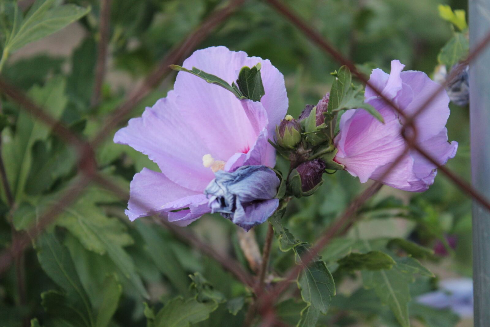 Canon EOS 600D (Rebel EOS T3i / EOS Kiss X5) sample photo. Pink, flower, nature photography