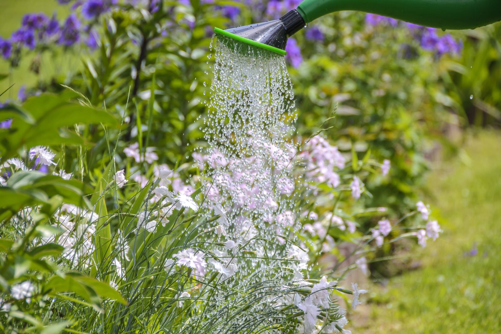 Nikon D3100 sample photo. Watering, garden work, the photography