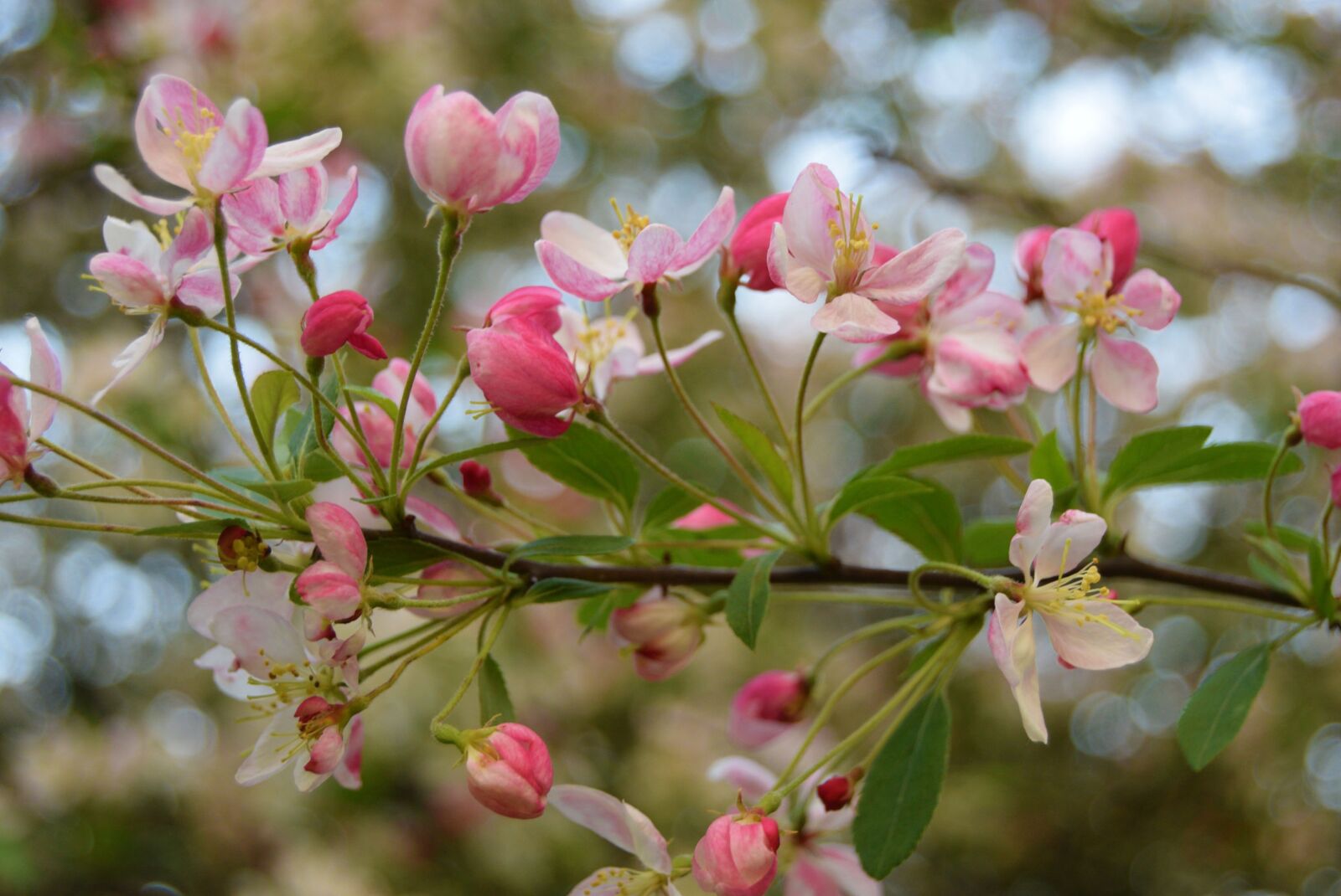 Nikon D3300 sample photo. Flower, nature, apple blossom photography