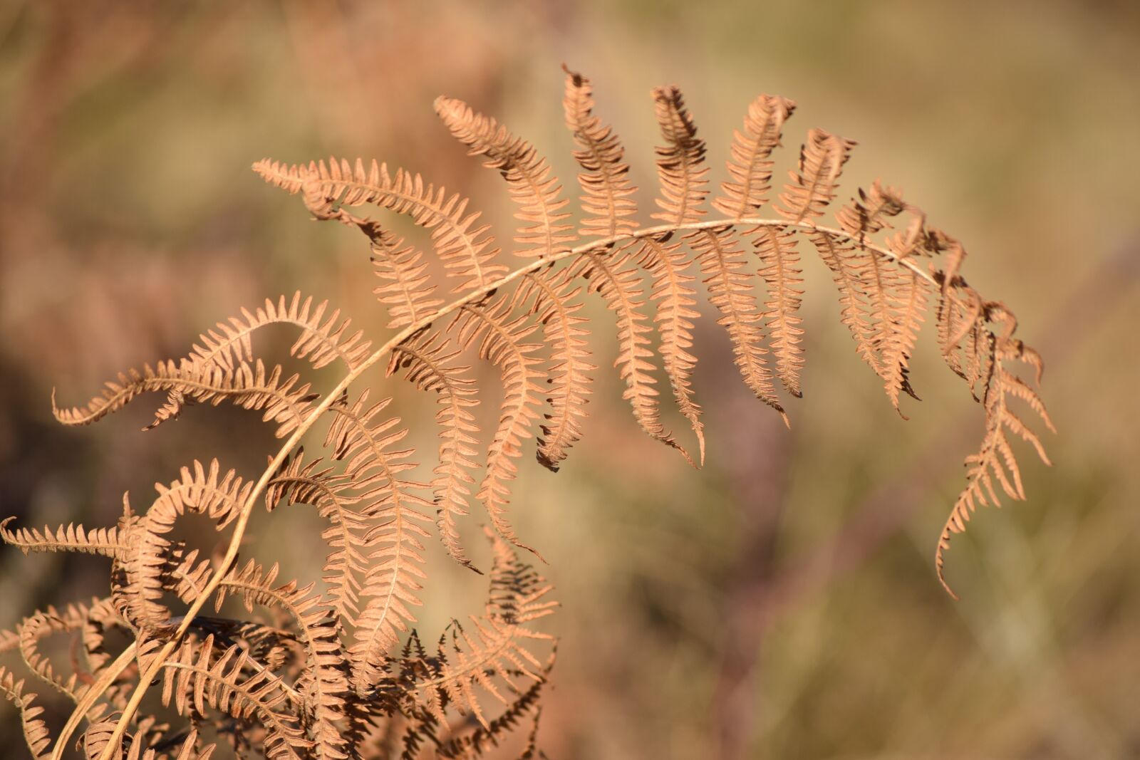 Nikon D3300 sample photo. Fern, leaves, nature photography