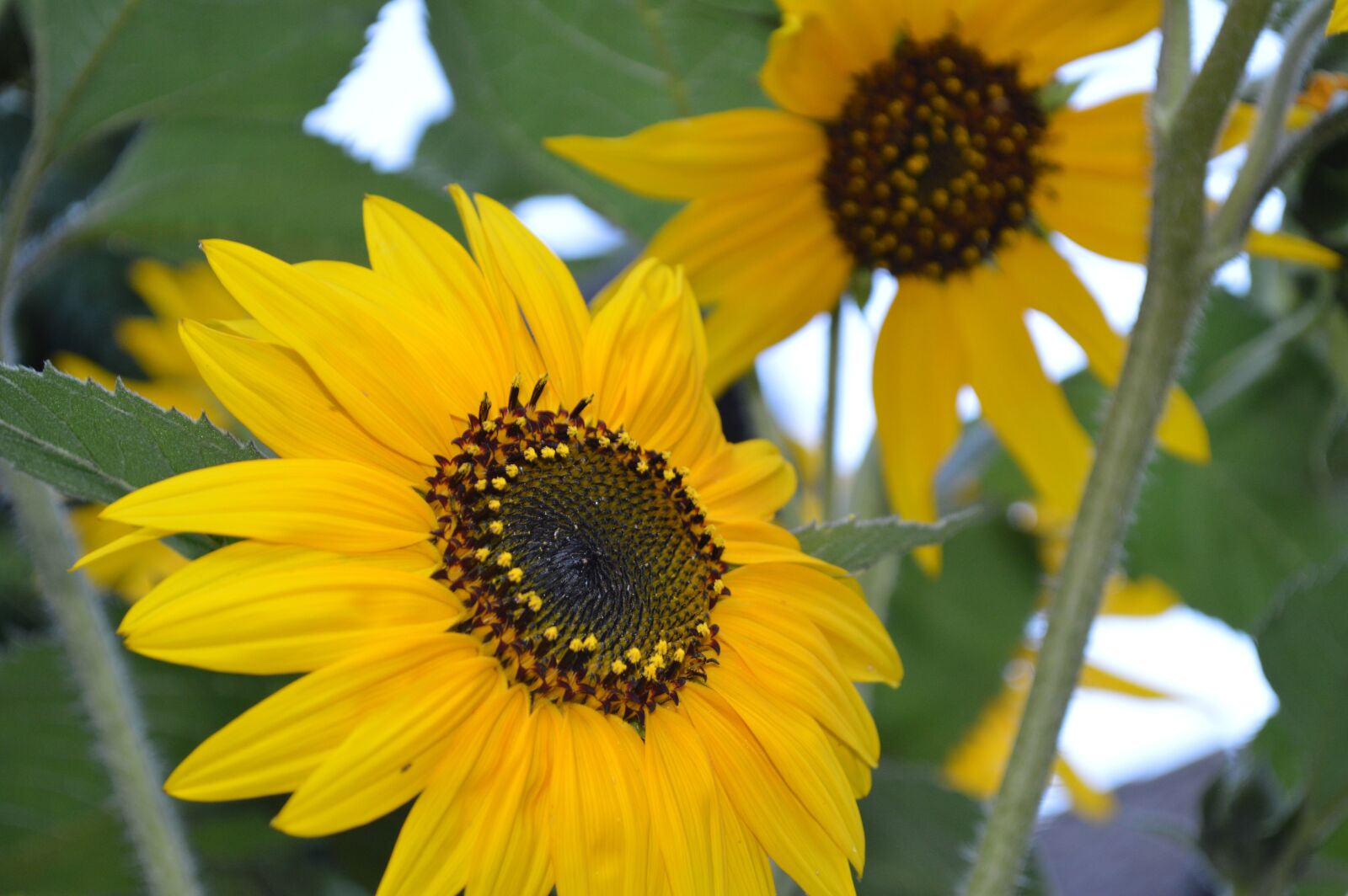 Nikon D3200 sample photo. Sunflower, sun, yellow photography
