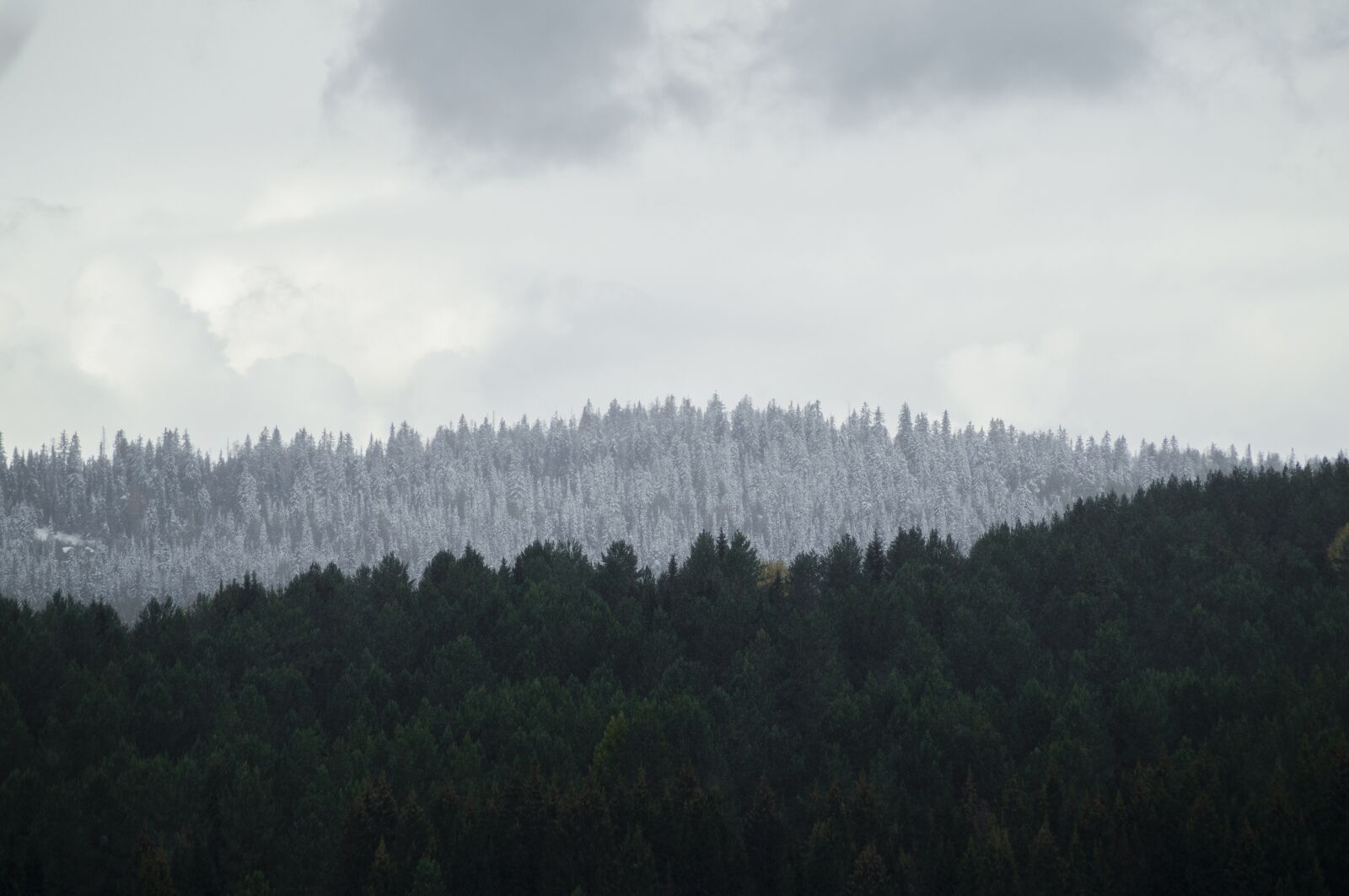 Sony SLT-A37 sample photo. Forest, autumn, snow photography