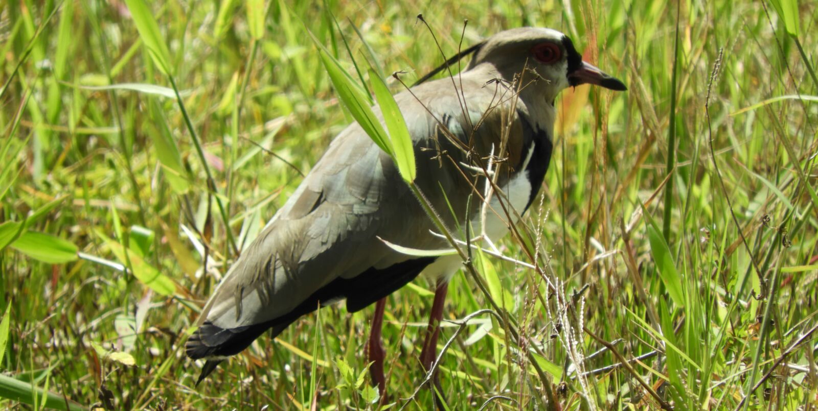 Nikon Coolpix B700 sample photo. Wild life, birds, nature photography