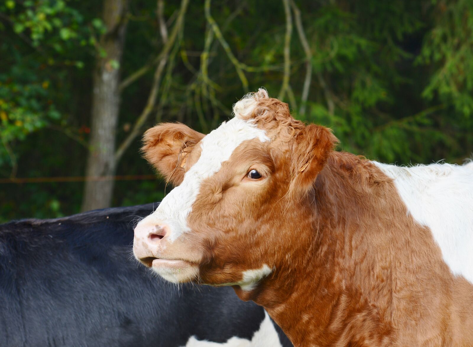 Nikon D600 sample photo. Cow, herkauwer, mammal photography