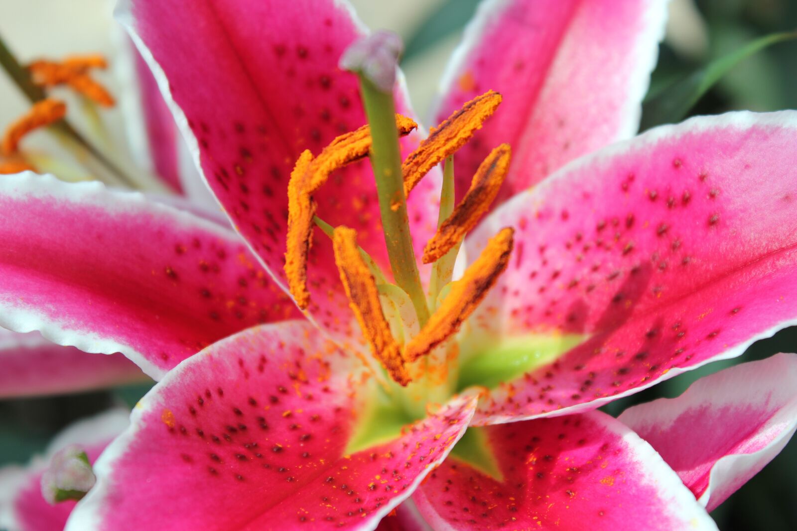 Canon EOS 550D (EOS Rebel T2i / EOS Kiss X4) sample photo. Flower, iris, lily photography