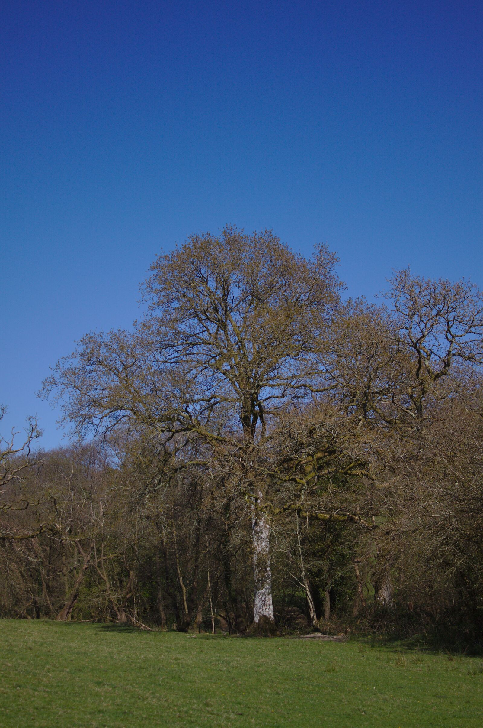 Canon EOS 50D sample photo. Tree, sky, nature photography