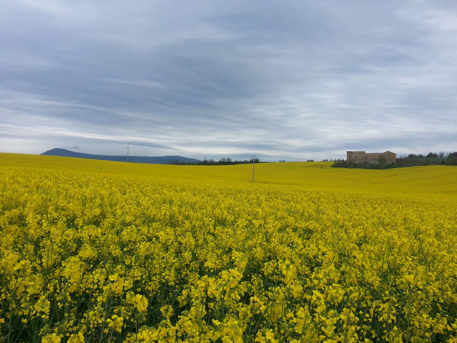 Samsung Galaxy Note2 sample photo. Field, camino, flowers photography