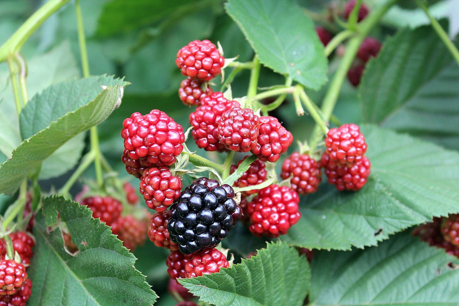 Canon EOS 1200D (EOS Rebel T5 / EOS Kiss X70 / EOS Hi) sample photo. Blackberries, fruit, bush photography