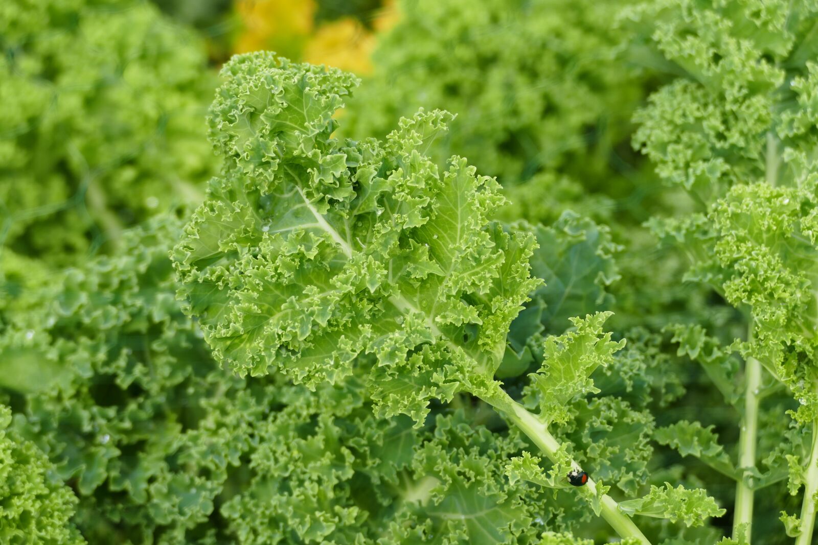 Panasonic Lumix DMC-FZ1000 sample photo. Kale, garden, vegetables photography