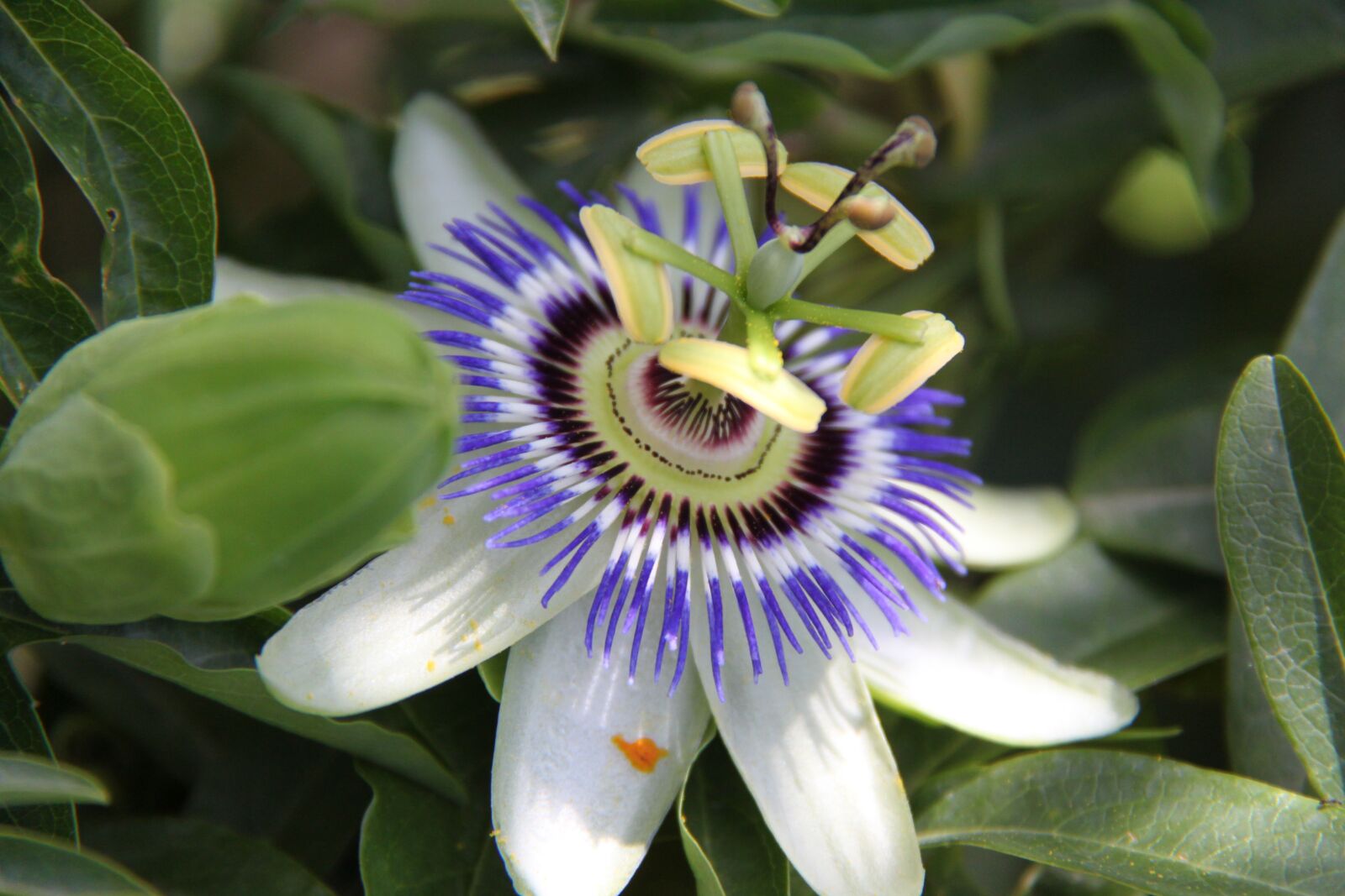 Canon EOS 500D (EOS Rebel T1i / EOS Kiss X3) sample photo. Passion flower, mediteran, plant photography