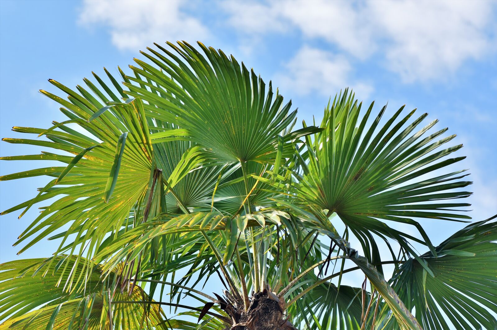 Nikon D7200 sample photo. Palm, palm leaves, leaves photography