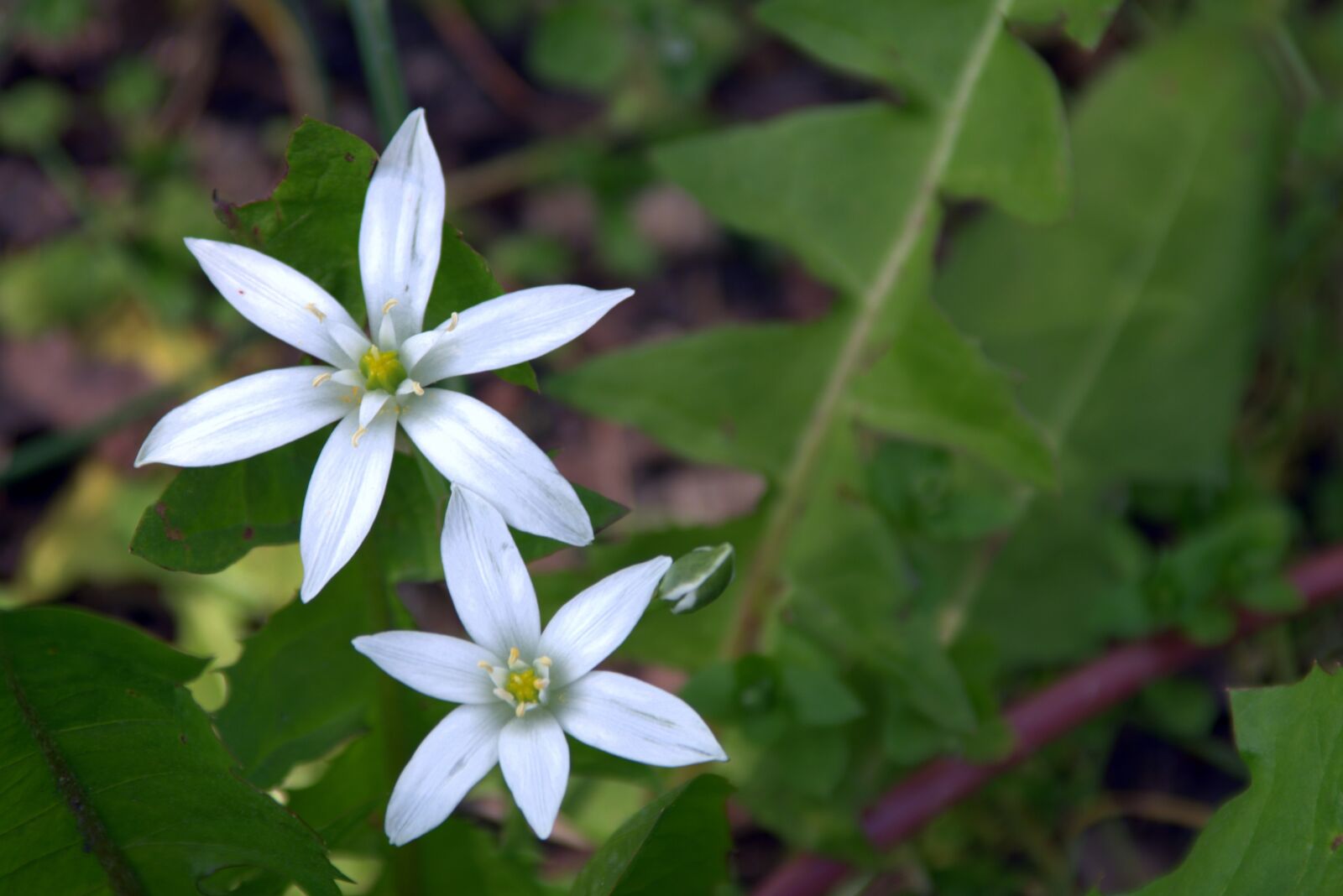 Pentax K-S2 sample photo. White flower, tiny flower photography