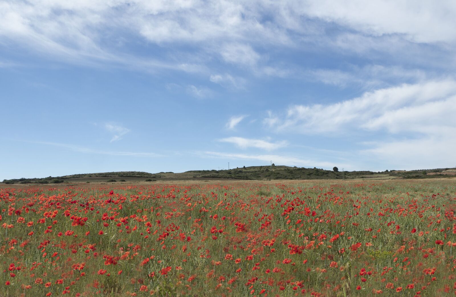 Olympus OM-D E-M5 II sample photo. Landscape, poppies, clouds photography