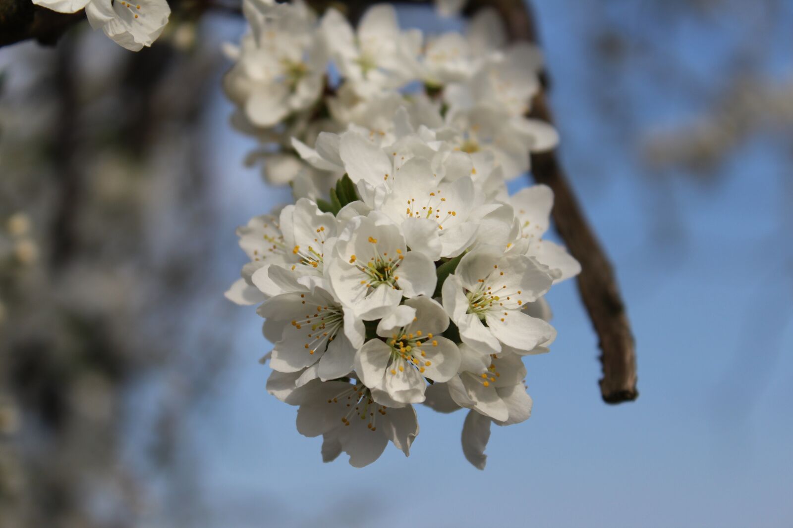 Canon EOS 1300D (EOS Rebel T6 / EOS Kiss X80) sample photo. Flower, tree, branch photography