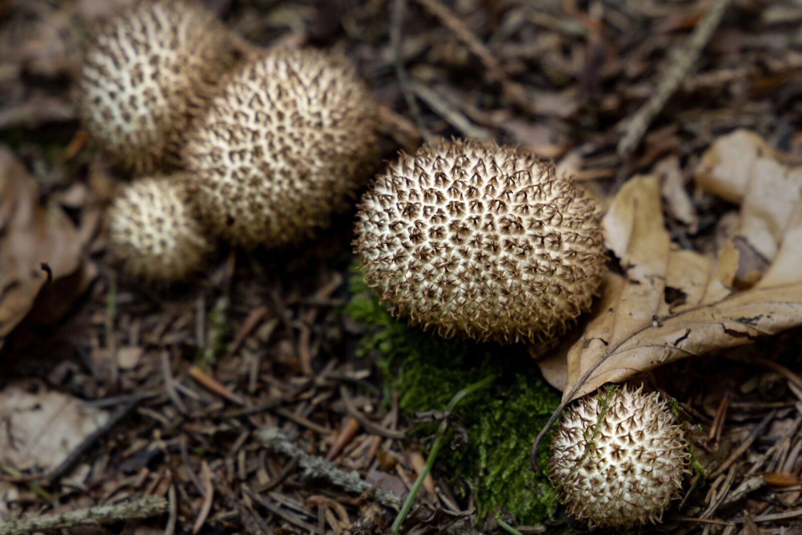 Canon EOS R sample photo. Mushroom, forest, nature photography