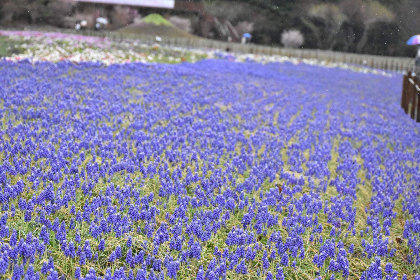 Nikon D5600 sample photo. Shiiba sakura, japan, tour photography