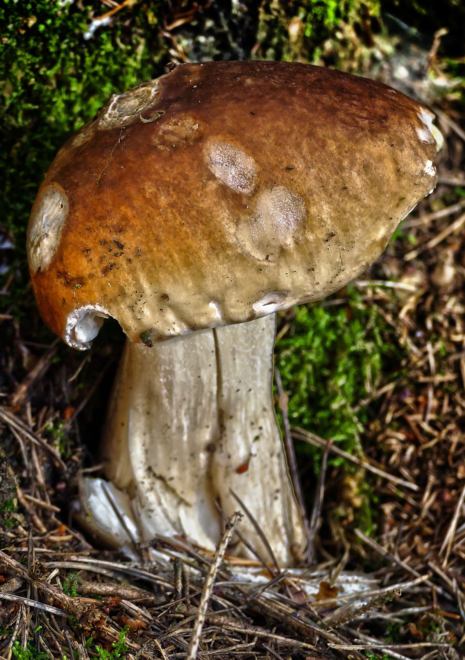 Panasonic Lumix DMC-FZ1000 sample photo. Mushroom, forest, moss photography