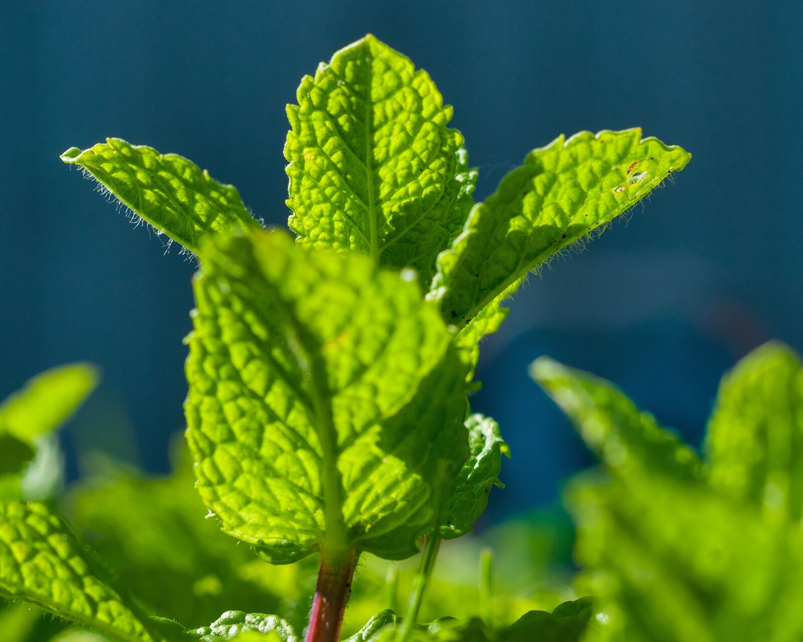 Nikon D300S sample photo. Mint, peppermint, green photography