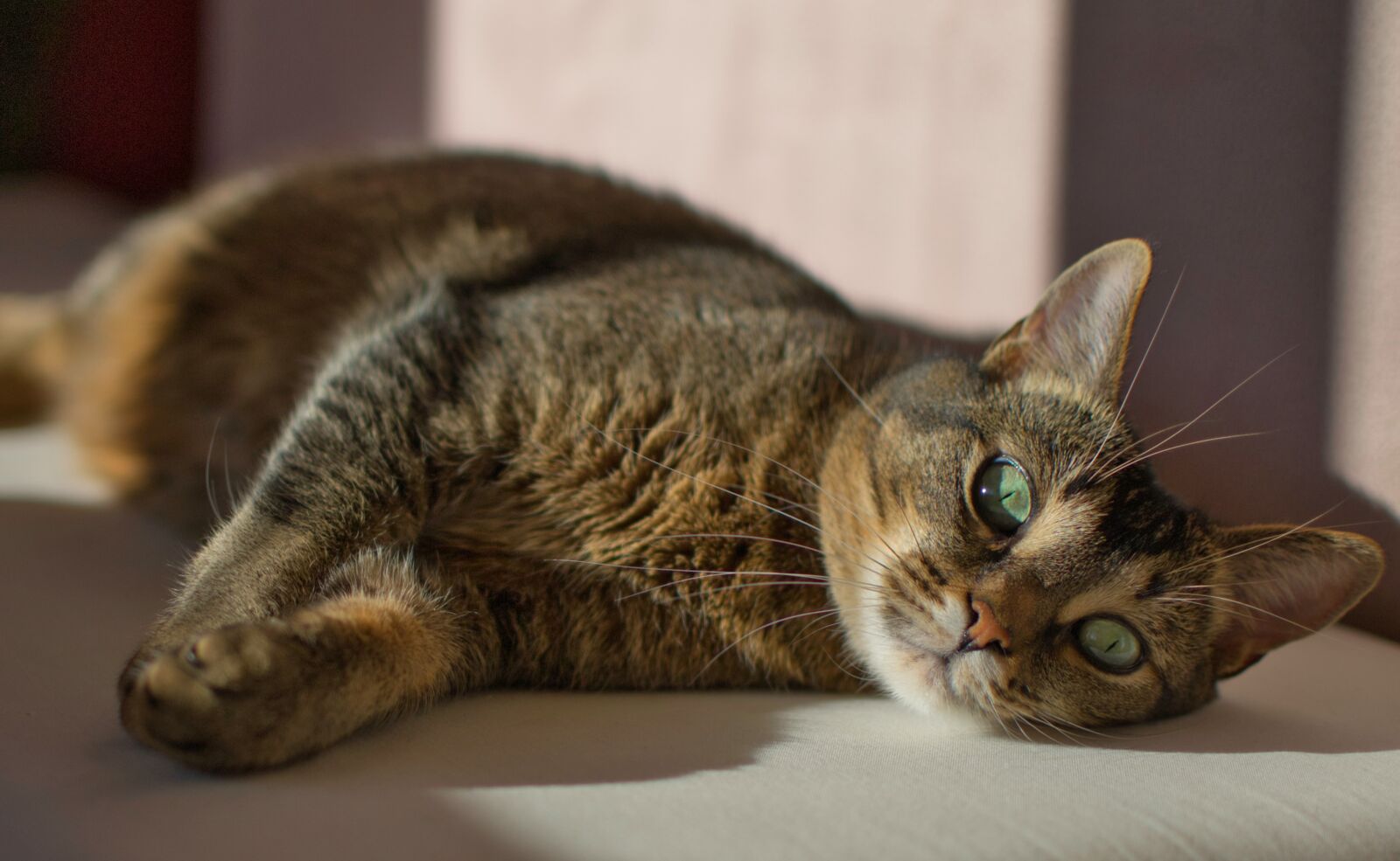Nikon D3100 sample photo. Cat, relaxed, mysterious photography
