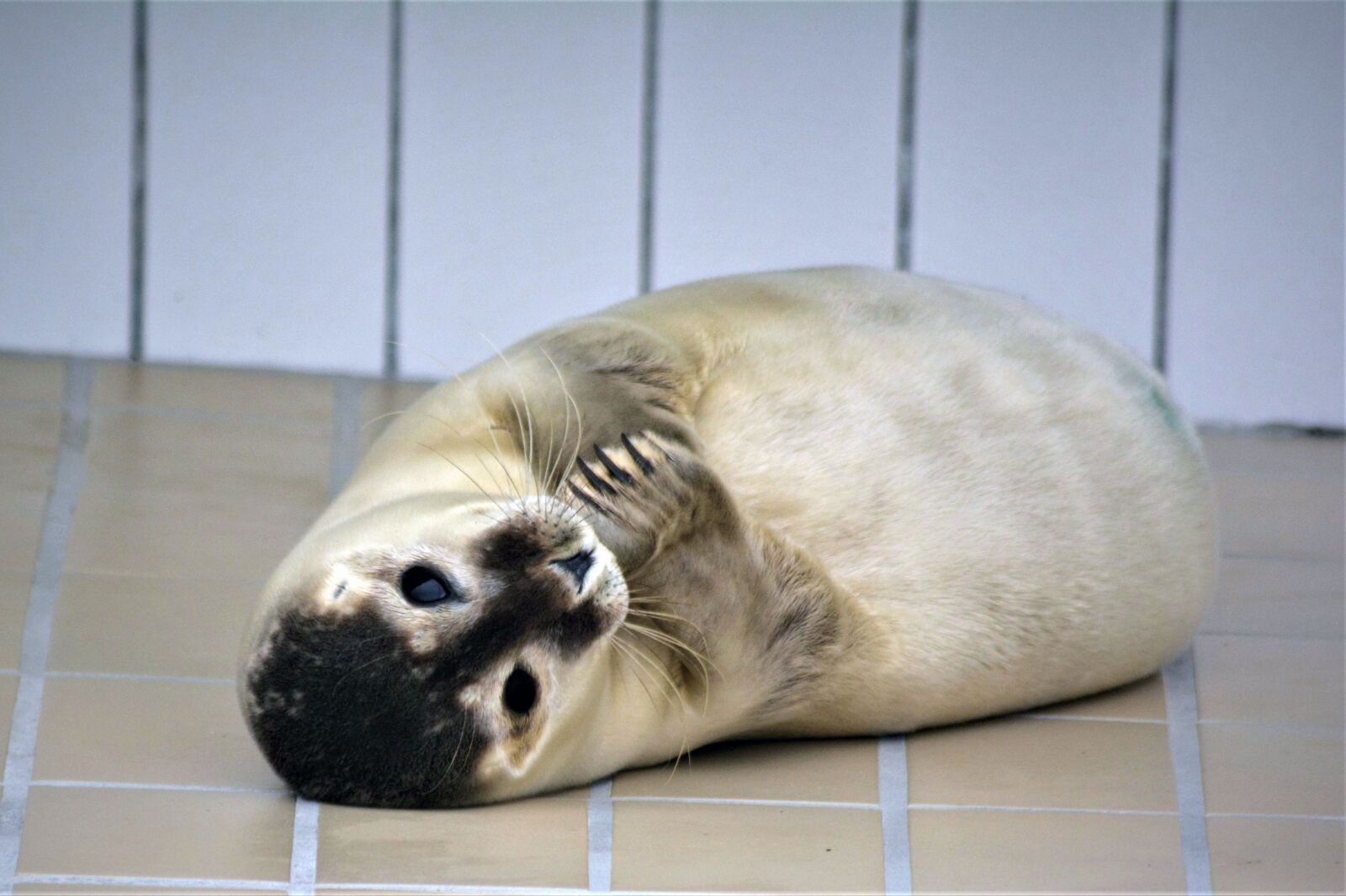 Nikon D5200 sample photo. Robbe, seal, howler photography