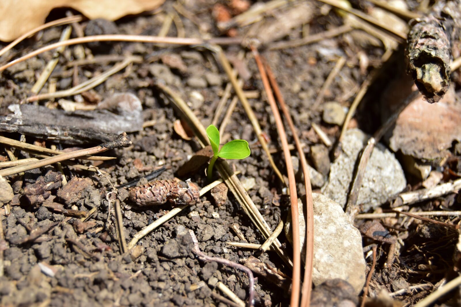 Nikon D5600 sample photo. Seedling, macro, forest photography