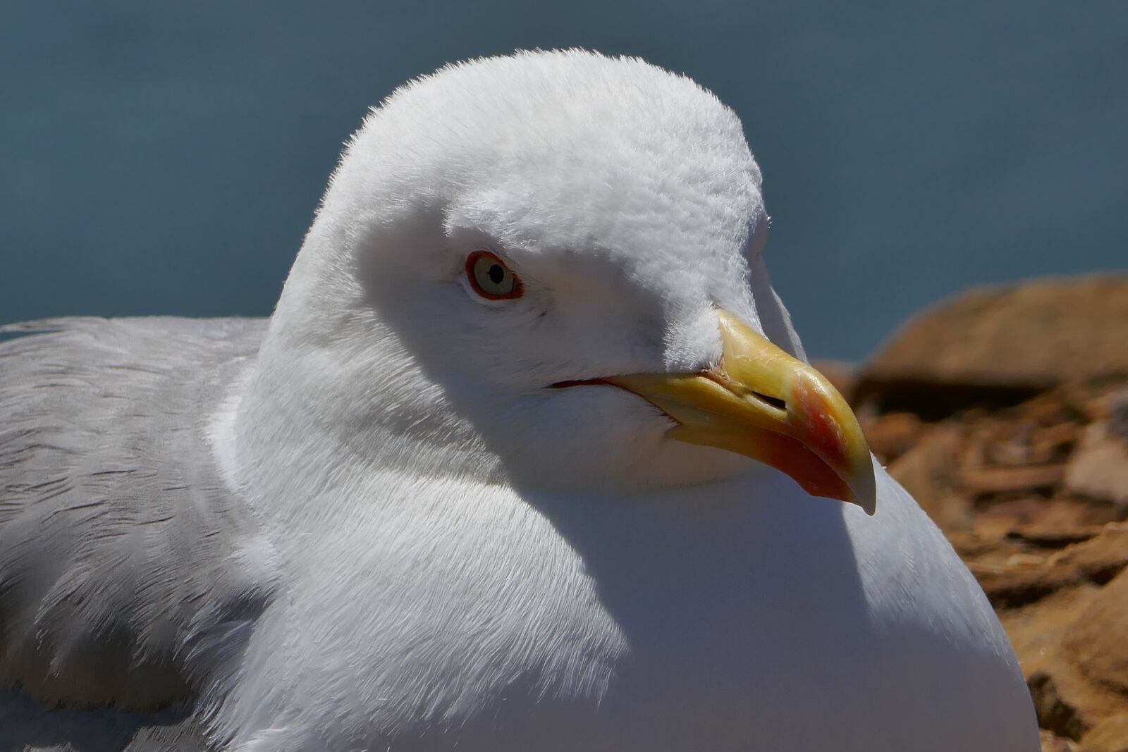 Panasonic DMC-TZ101 sample photo. Seagull, portugal, bird photography