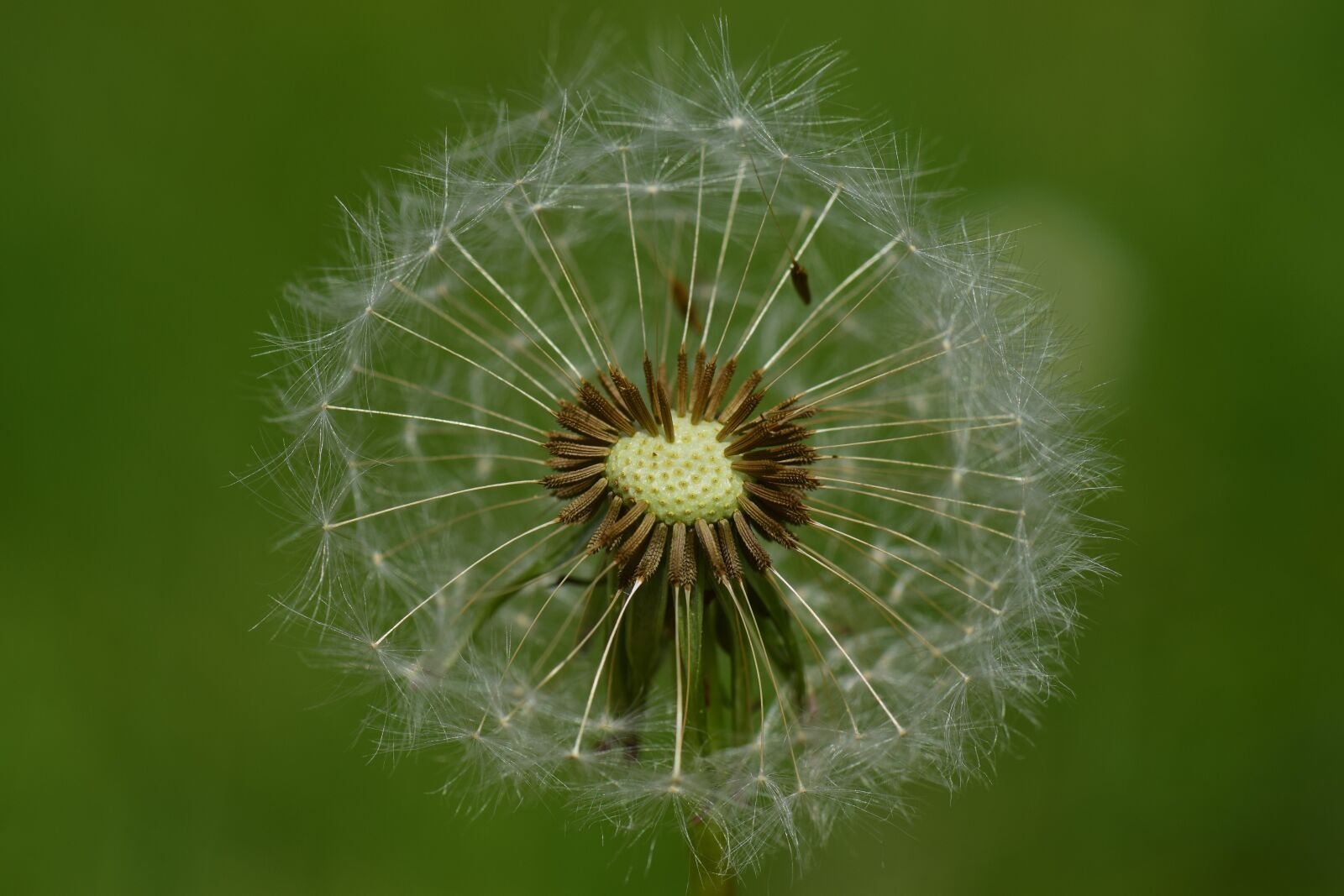 Nikon D3300 sample photo. Dandelion, wind, nature photography