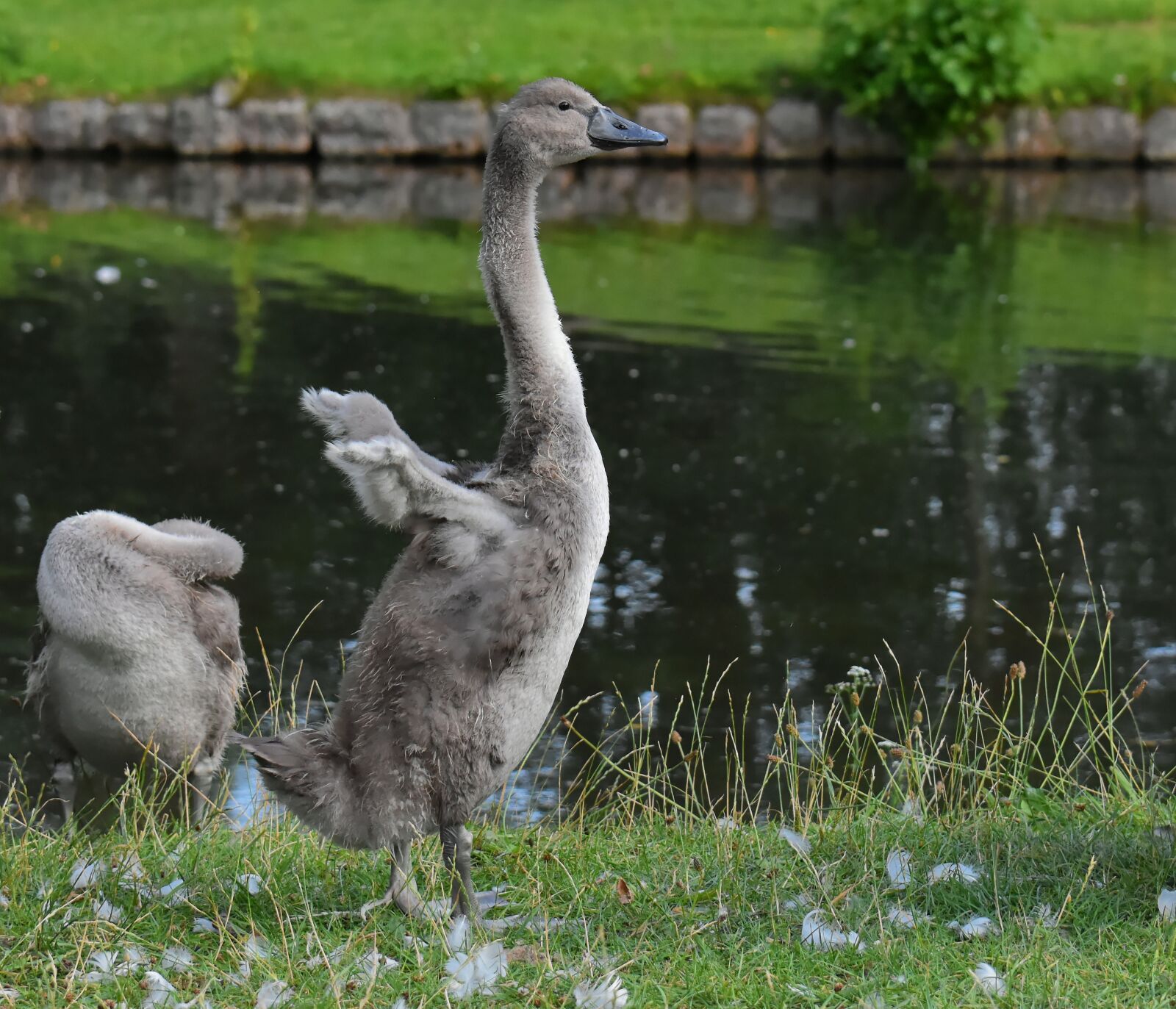 Nikon D7200 sample photo. Swan, young, young animal photography