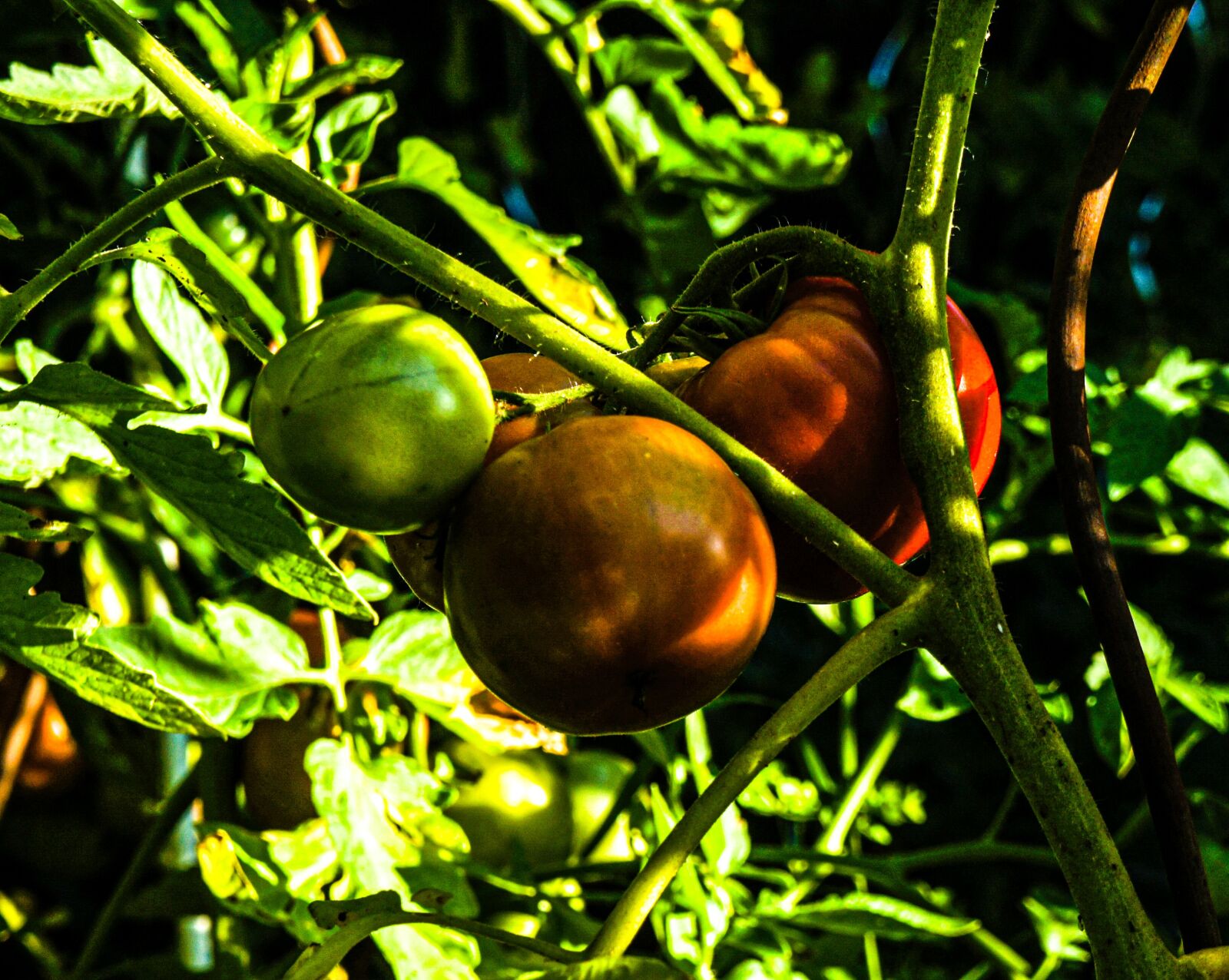 Sony Alpha NEX-3 + Tamron 18-200mm F3.5-6.3 Di III VC sample photo. Vegetable garden, tomatoes, tomato photography
