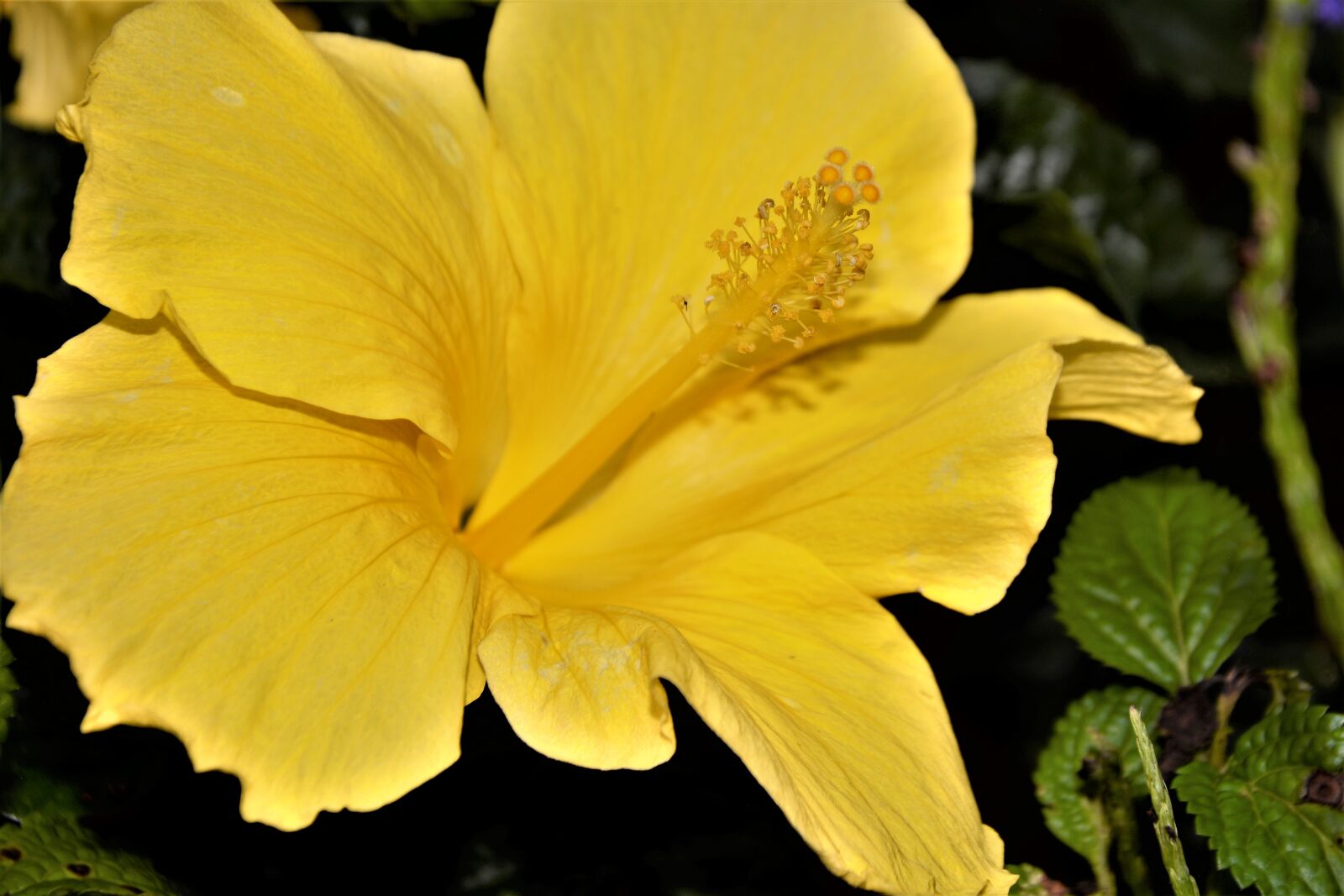 Nikon D7100 sample photo. Flower, large, yellow photography
