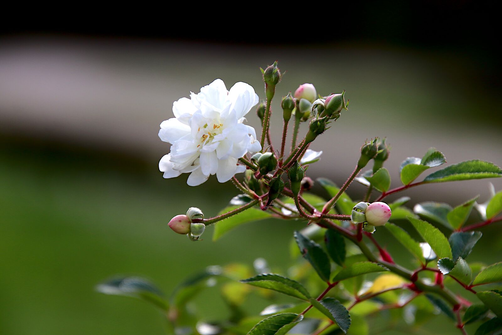 Canon EOS 800D (EOS Rebel T7i / EOS Kiss X9i) sample photo. Pink, rosebush, white color photography