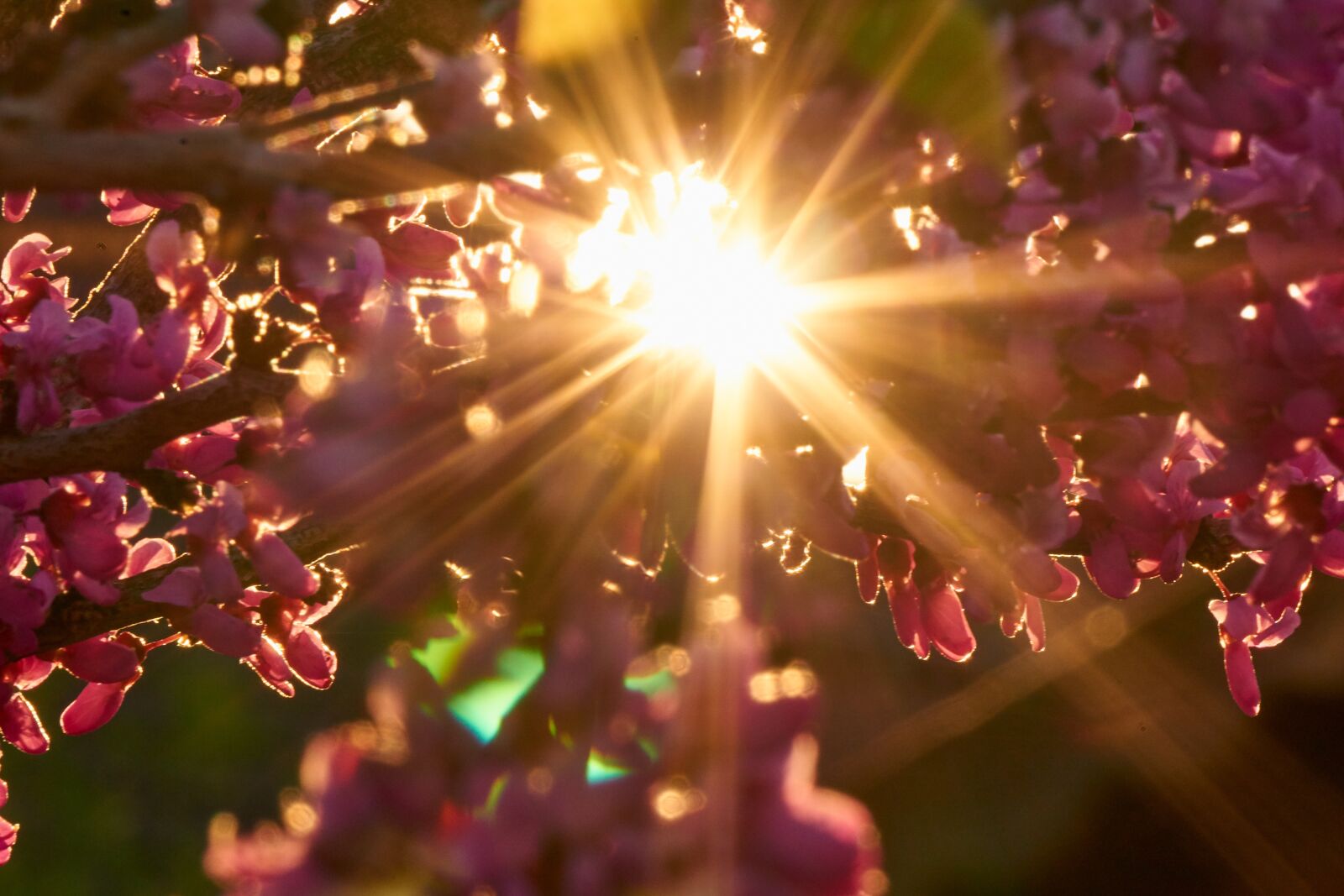 Sony E 55-210mm F4.5-6.3 OSS sample photo. Backlighting, sun, sunset photography