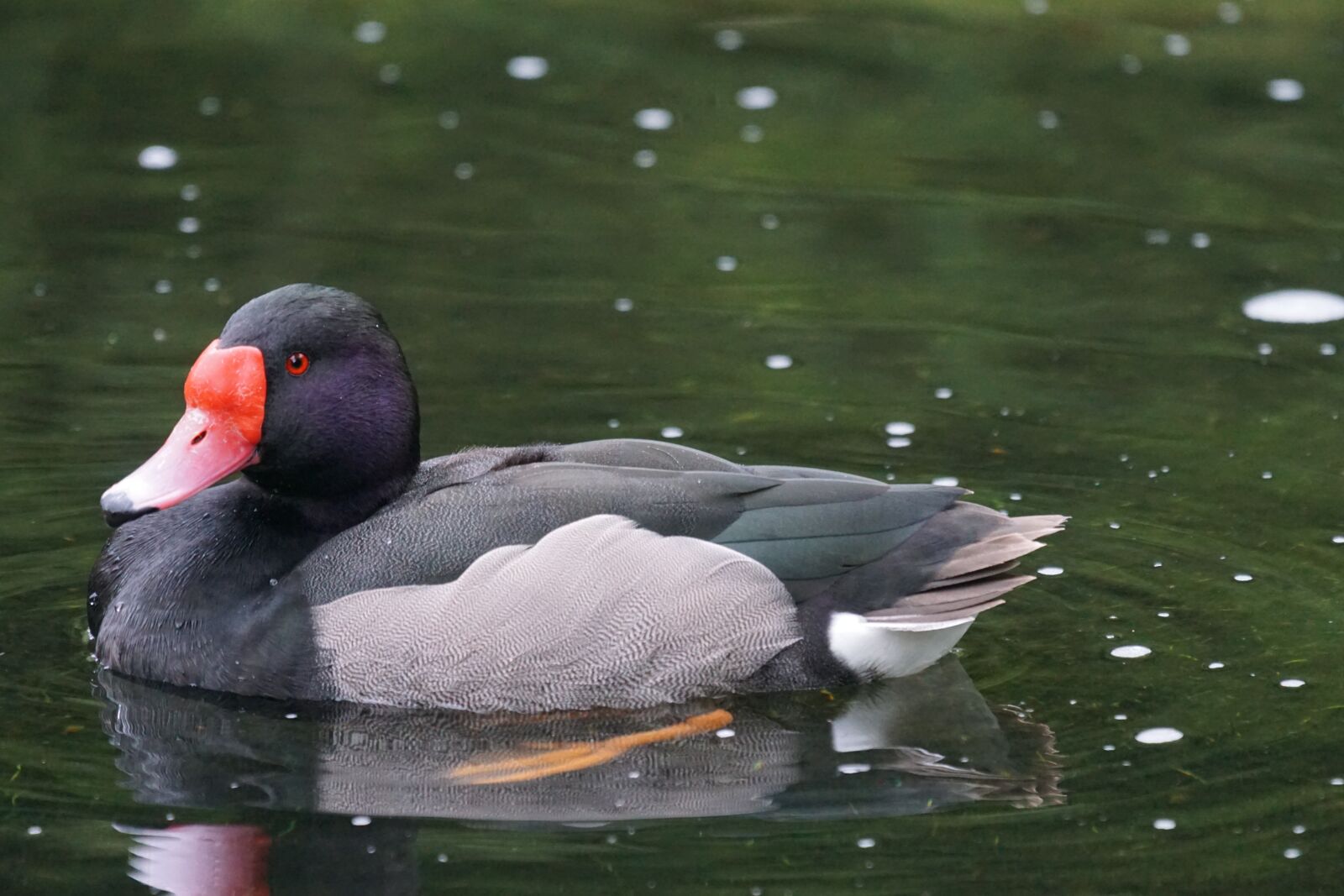 Sony 70-400mm F4-5.6 G SSM sample photo. Rosy-billed pochard, magpie, duck photography